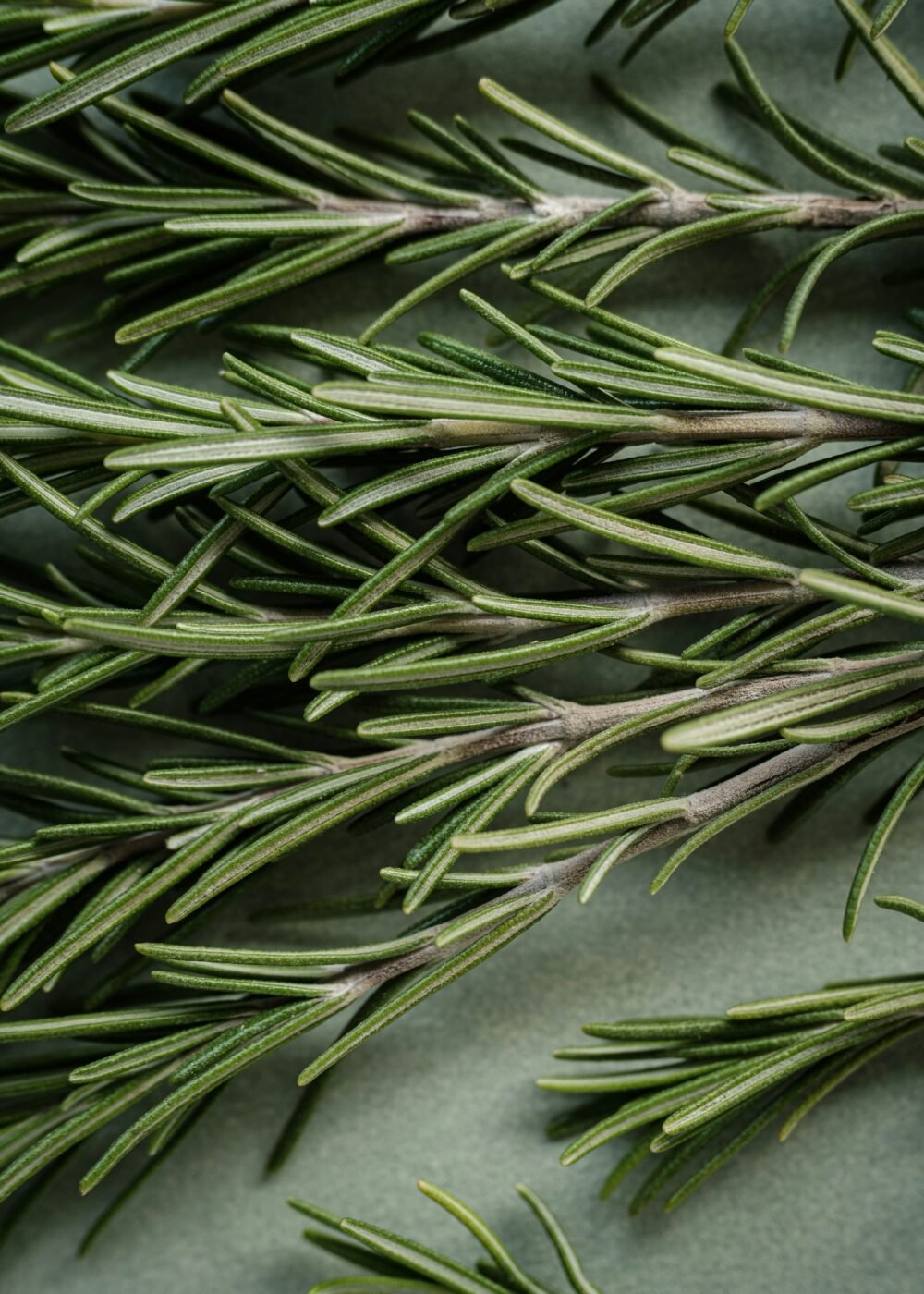 ROSEMARY